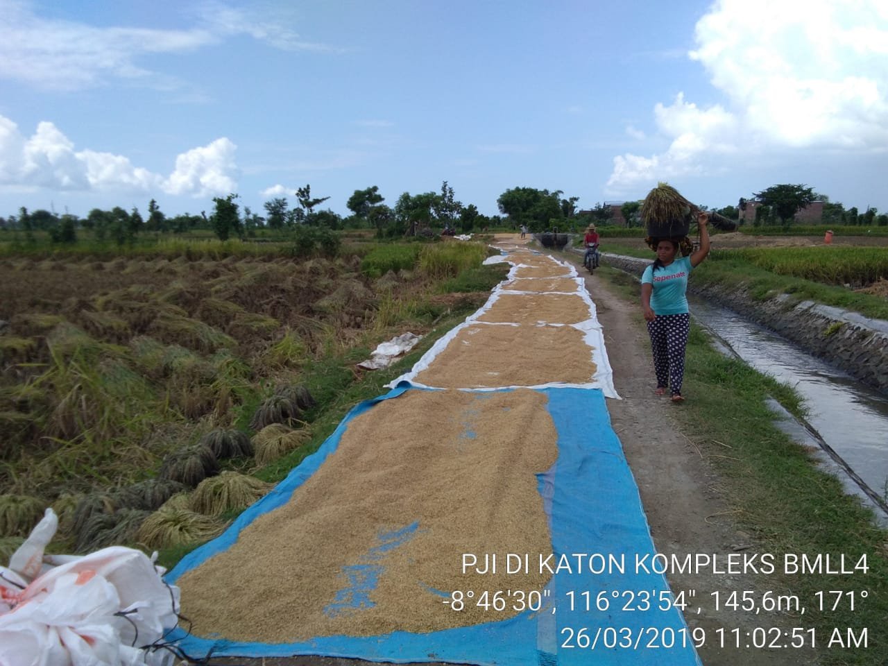 Read more about the article “Mematak Pare Rau”